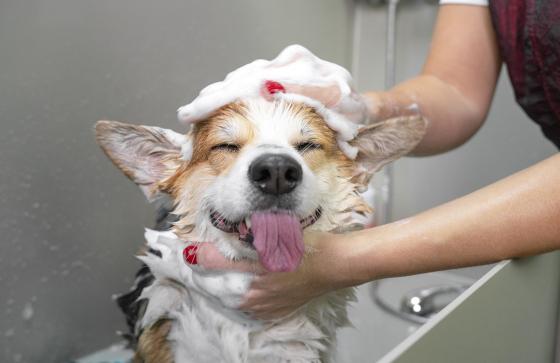 The District at Flagler Village - Ft. Lauderdale - Pet Wash